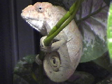 simon's getting bigger