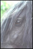 friesian