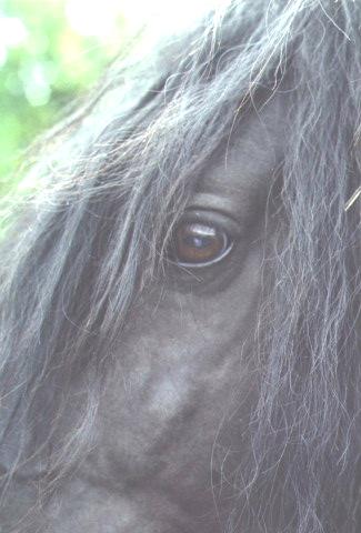 friesian