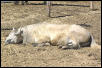 nap time