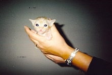 Georgio at 3 1/2 weeks!