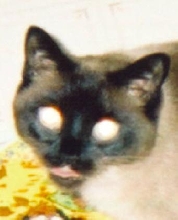 Mr O'Malley