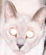 Sweet Snowy-has beautiful blue eyes(you would never know it)