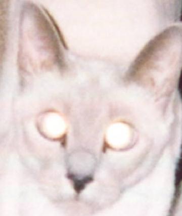 Sweet Snowy-has beautiful blue eyes(you would never know it)
