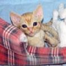 Devon Rex-flame tabby