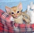 Devon Rex-flame tabby