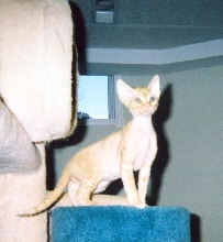 10 week old Devon Rex "GiorGio"