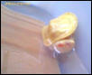 Albino Res
