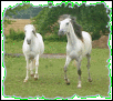 Ickis and Zumi