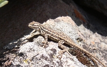 Sagebrush lizard