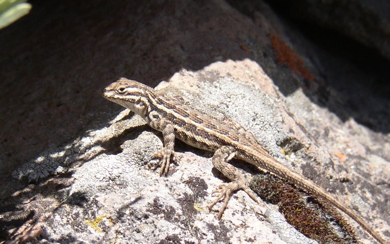Sagebrush lizard