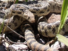 Pituophis catenifer deserticola