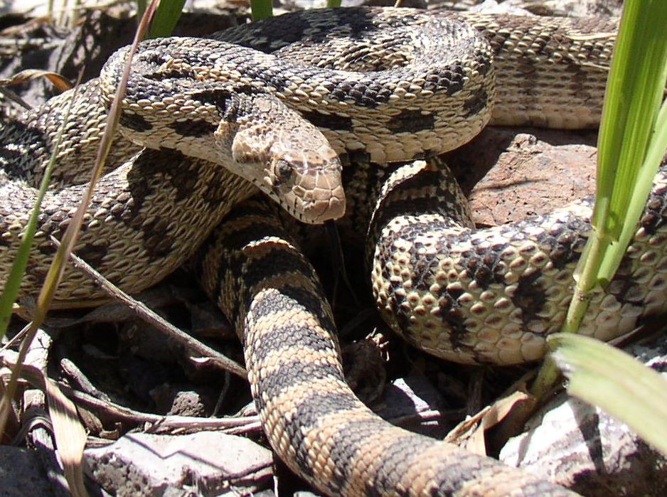 Pituophis catenifer deserticola