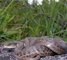 Thamnophis elegans vagrans