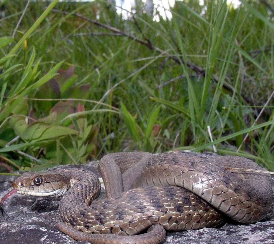 Thamnophis elegans vagrans