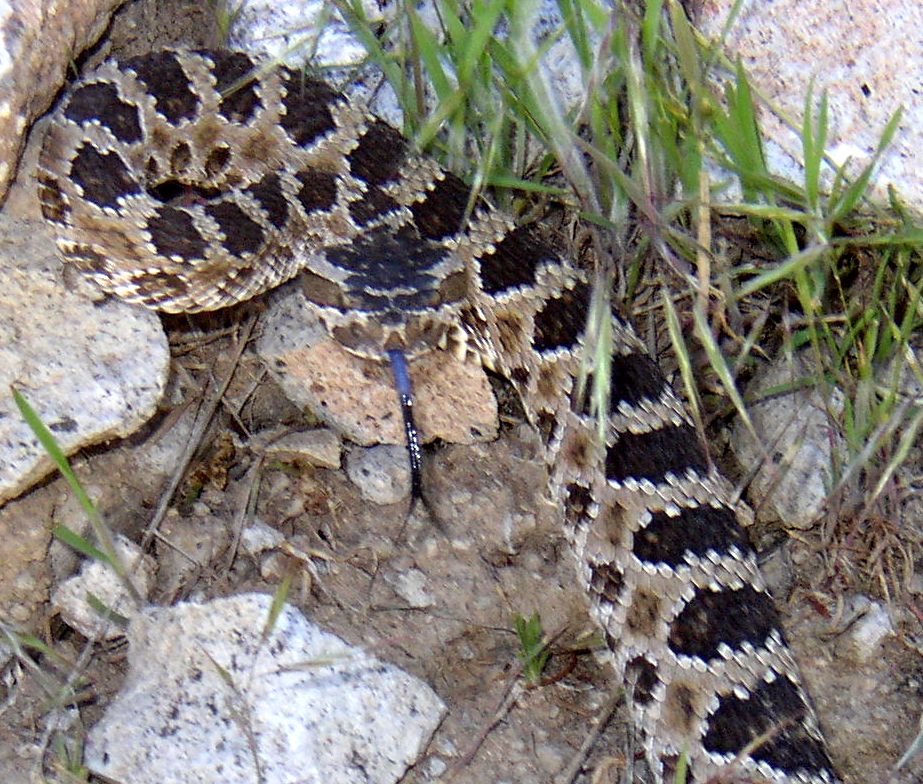 Great basin rattle snake