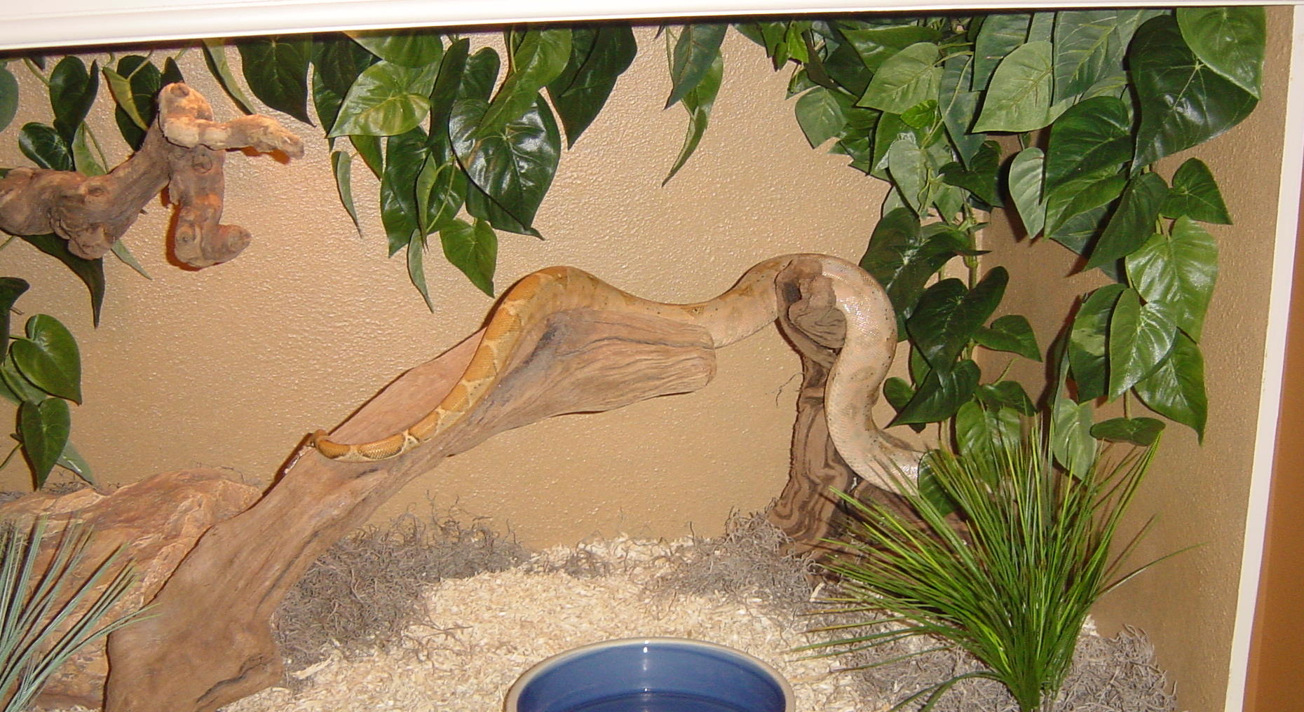cosmo in new cage 2