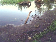 Nile croc