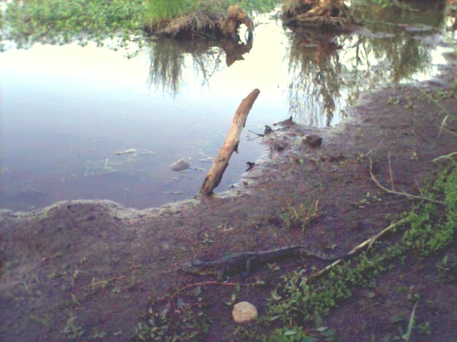 Nile croc