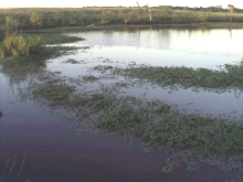 croc pond