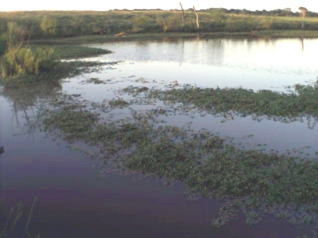 croc pond