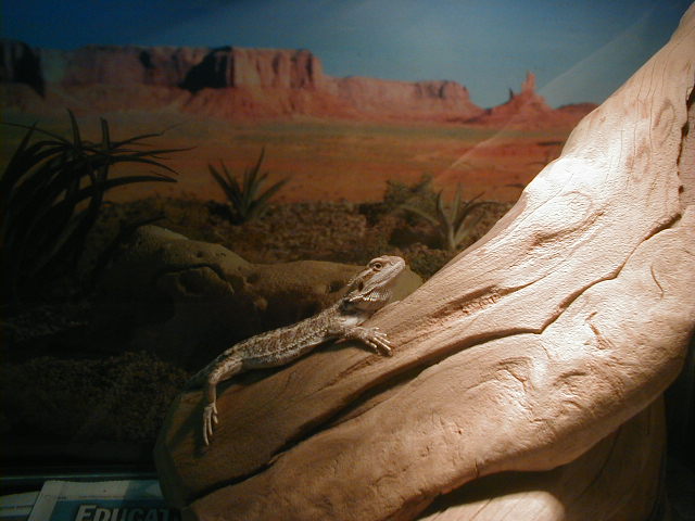 Mushu