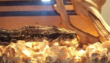 Argentine Boa Constrictor
