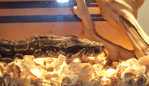 Argentine Boa Constrictor