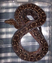 Argentine Boa Constrictor
