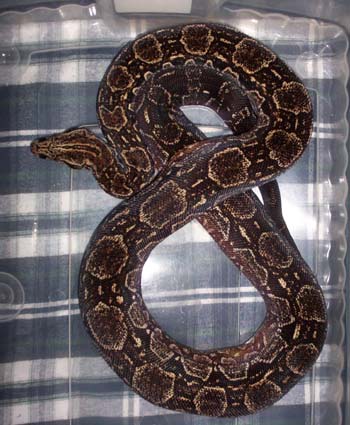 Argentine Boa Constrictor