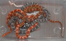 Group Shot