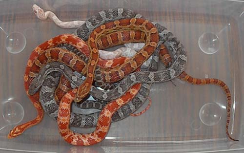 Group Shot