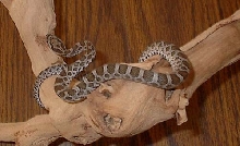 Great Plains Rat Snake