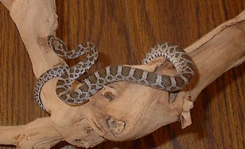 Great Plains Rat Snake