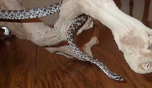 Great Plains Rat Snake