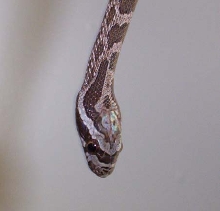 Great Plains Rat Snake