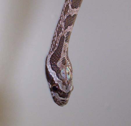 Great Plains Rat Snake