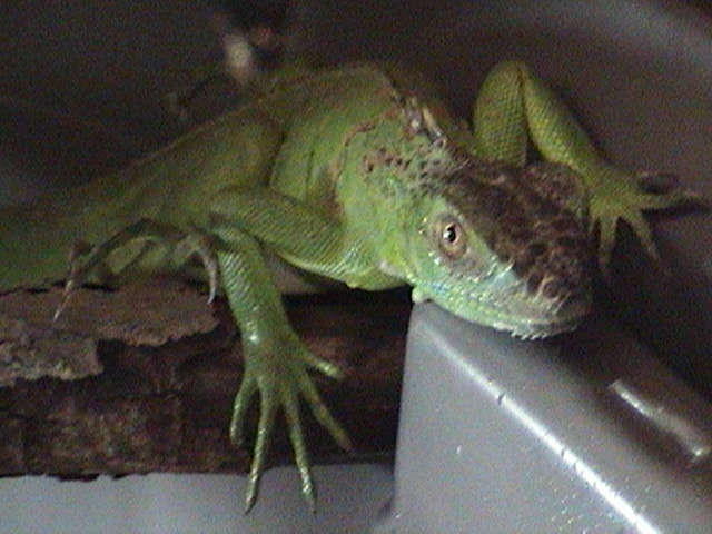 IguanaDon Rex