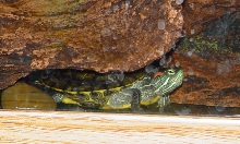 Hiding