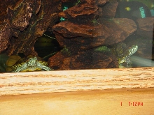 Peeking