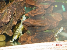 Turtle Spelunking