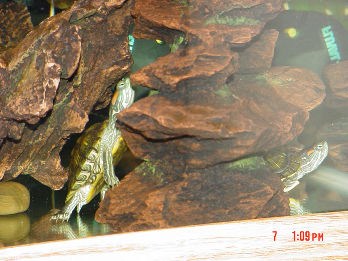 Turtle Spelunking