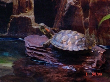 sunning
