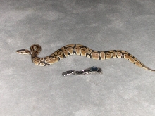 Sick Python..