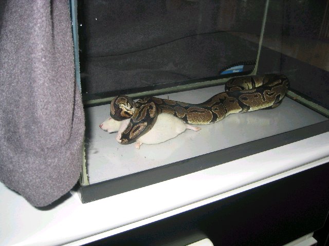 My ball python eating his first prekilled rat 5-13-03