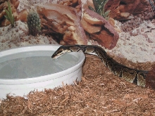 Ball Python Drinking