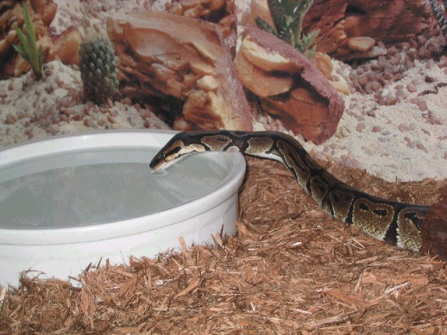Ball Python Drinking