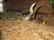 Snake Poo