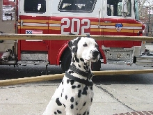Any dog lovers out there ?