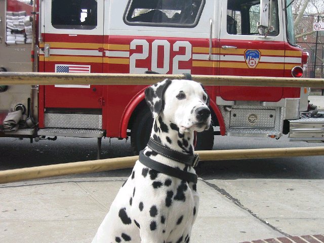 Any dog lovers out there ?